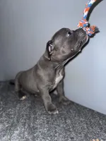 Tank, a male American Bully for sale in Silver Spring, MD – 3 of 3