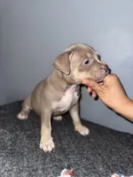 Sassy, a female American Bully for sale in Silver Spring, MD – 3 of 5