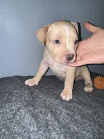 Butterscotch, a female American Bully for sale in Silver Spring, MD – 4 of 4