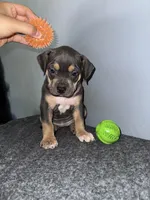 Sadie, a female American Bully for sale in Silver Spring, MD – 2 of 4