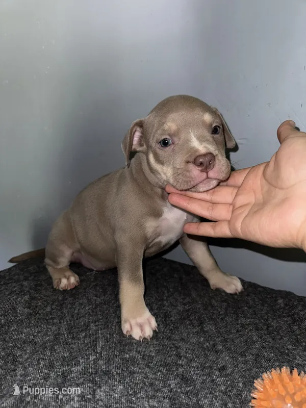 Sassy – American Bully puppy for sale in Silver Spring, MD