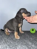 Misty, a female American Bully for sale in Silver Spring, MD – 3 of 3