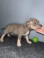 Sassy, a female American Bully for sale in Silver Spring, MD – 5 of 5