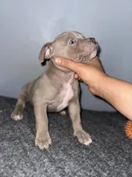 Hersey, a male American Bully for sale in Silver Spring, MD – 3 of 3