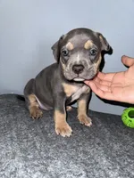 Misty, a female American Bully for sale in Silver Spring, MD – 1 of 3
