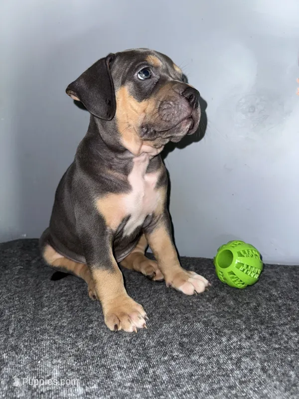 Sadie – American Bully puppy for sale in Silver Spring, MD