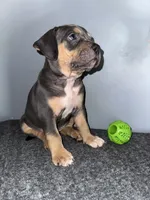 Sadie, a female American Bully for sale in Silver Spring, MD – 1 of 4