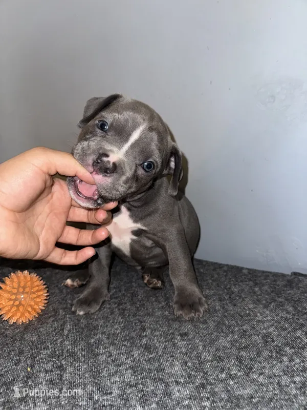 Tank – American Bully puppy for sale in Silver Spring, MD