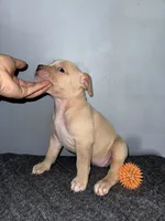 Butterscotch, a female American Bully for sale in Silver Spring, MD – 2 of 4