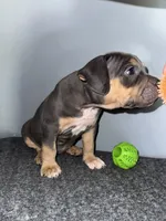Sadie, a female American Bully for sale in Silver Spring, MD – 4 of 4