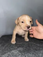 Butterscotch, a female American Bully for sale in Silver Spring, MD – 3 of 4