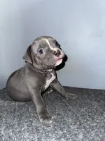 Tank, a male American Bully for sale in Silver Spring, MD – 2 of 3