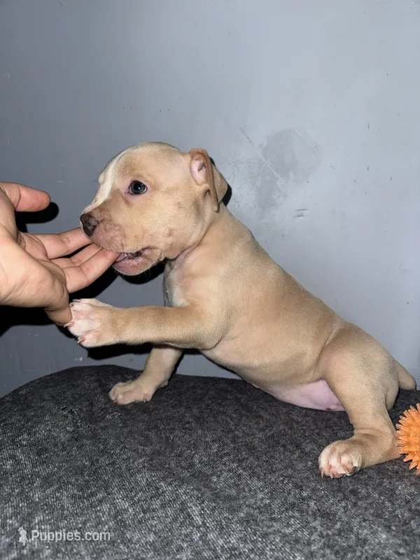 Butterscotch – American Bully puppy for sale in Silver Spring, MD