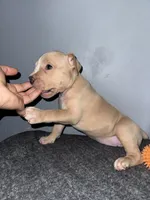 Butterscotch, a female American Bully for sale in Silver Spring, MD – 1 of 4