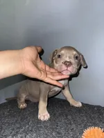 Sassy, a female American Bully for sale in Silver Spring, MD – 4 of 5