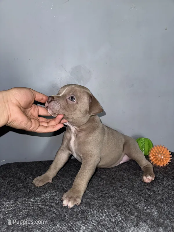 Hersey – American Bully puppy for sale in Silver Spring, MD