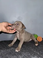 Hersey, a male American Bully for sale in Silver Spring, MD – 1 of 3