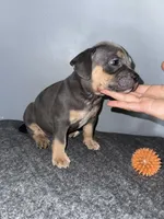 Misty, a female American Bully for sale in Silver Spring, MD – 2 of 3