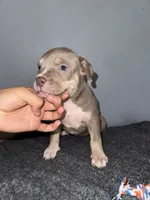Sassy, a female American Bully for sale in Silver Spring, MD – 2 of 5