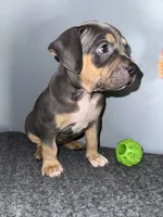 Sadie, a female American Bully for sale in Silver Spring, MD – 3 of 4
