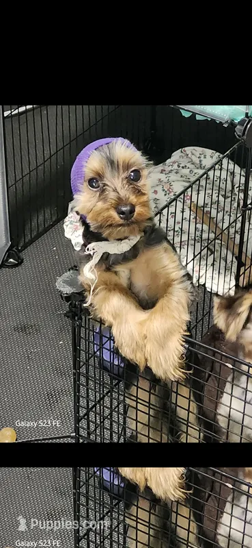Shadow  – Yorkshire Terrier puppy for sale in Baldwin, NY