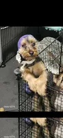 Shadow , a male Yorkshire Terrier for sale in Baldwin, NY – 1 of 4