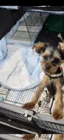 Shadow , a male Yorkshire Terrier for sale in Baldwin, NY – 2 of 4