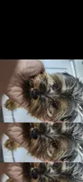 Shadow , a male Yorkshire Terrier for sale in Baldwin, NY – 3 of 4