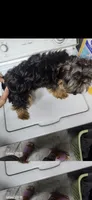 Shadow , a male Yorkshire Terrier for sale in Baldwin, NY – 4 of 4