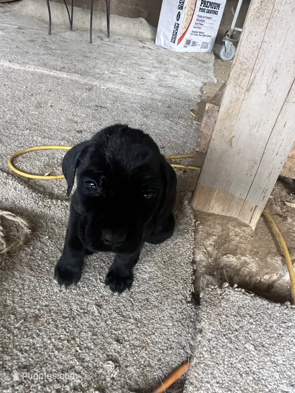 Shaft – Cane Corso puppy for sale in Perris, CA