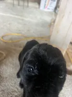 Shaft, a female Cane Corso for sale in Perris, CA – 2 of 3