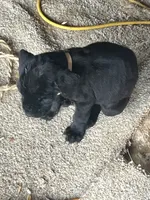 Shaft, a female Cane Corso for sale in Perris, CA – 3 of 3