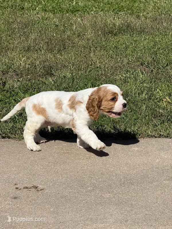 Mark  Pup 1  – Cavalier King Charles Spaniel puppy for sale in York, NE