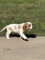 Mark  Pup 1 , a male Cavalier King Charles Spaniel for sale in York, NE – 1 of 2