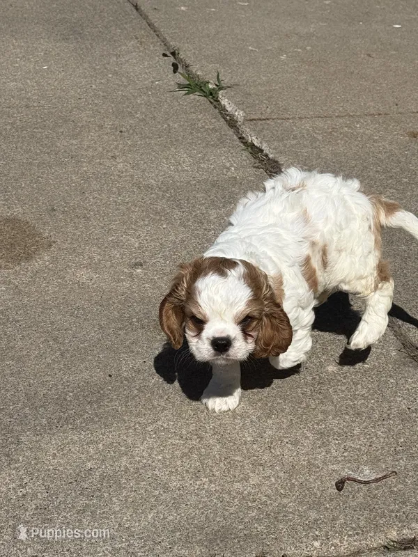 Marc pup3 – Cavalier King Charles Spaniel puppy for sale in York, NE