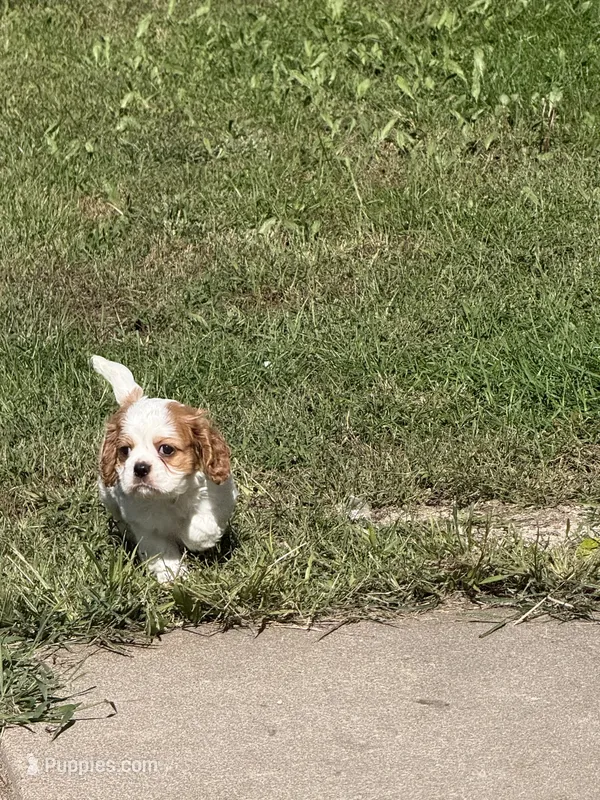 Marco pup 2  – Cavalier King Charles Spaniel puppy for sale in York, NE