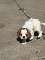 Maxi pup 4, a male Cavalier King Charles Spaniel for sale in York, NE – 1 of 1