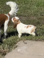 Mark  Pup 1 , a male Cavalier King Charles Spaniel for sale in York, NE – 2 of 2