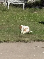 Marco pup 2 , a male Cavalier King Charles Spaniel for sale in York, NE – 2 of 2