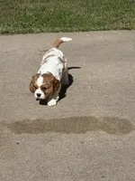 Marc pup3, a male Cavalier King Charles Spaniel for sale in York, NE – 2 of 2
