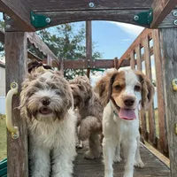 Gis6, a male Cockapoo for sale in Lakeland, FL – Photo 3 of 10