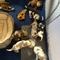 Gis6, a male Cockapoo for sale in Lakeland, FL – Photo 7 of 10