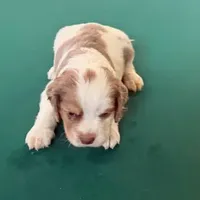 Gis6, a male Cockapoo for sale in Lakeland, FL – Photo 6 of 10