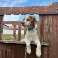 Gis6, a male Cockapoo for sale in Lakeland, FL – Photo 2 of 10