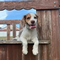 Gis6, a male Cockapoo for sale in Lakeland, FL – Photo 1 of 10