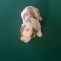 Gis6, a male Cockapoo for sale in Lakeland, FL – Photo 8 of 10