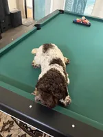 processed/281b4e36-c45d-48eb-af6e-42d85c024c0b/listing/86343fee-a4bb-4319-9226-d1b2537dc47d/623dd4ce-277c-4605-b68c-c157f695b026