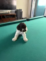 processed/281b4e36-c45d-48eb-af6e-42d85c024c0b/listing/86343fee-a4bb-4319-9226-d1b2537dc47d/c70711e0-d277-4979-a2ed-cad9521cd281