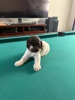 processed/281b4e36-c45d-48eb-af6e-42d85c024c0b/listing/86343fee-a4bb-4319-9226-d1b2537dc47d/cff57cb2-9b4f-4611-b358-782f7a8de4bc