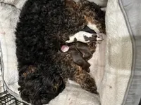 processed/281b4e36-c45d-48eb-af6e-42d85c024c0b/listing/bdebbd68-dda1-4895-b722-ca9fadb2ee6e/10e23891-177d-4e20-95d5-3f7ab6959c6e